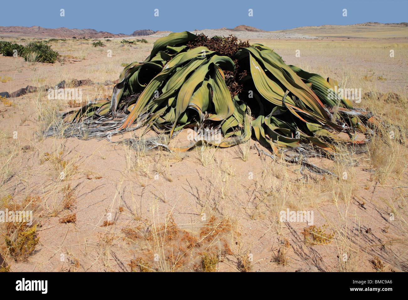 Alten Welwitschia Pflanze (Welwitcshia Mirabilis), Namib-Naukluft-Nationalpark, Namibia, Südliches Afrika Stockfoto