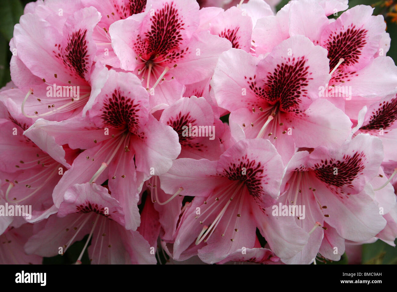 Rosa Rhododendron mit Abfackeln Red Centre In Liverpool, Merseyside, England genommen Stockfoto