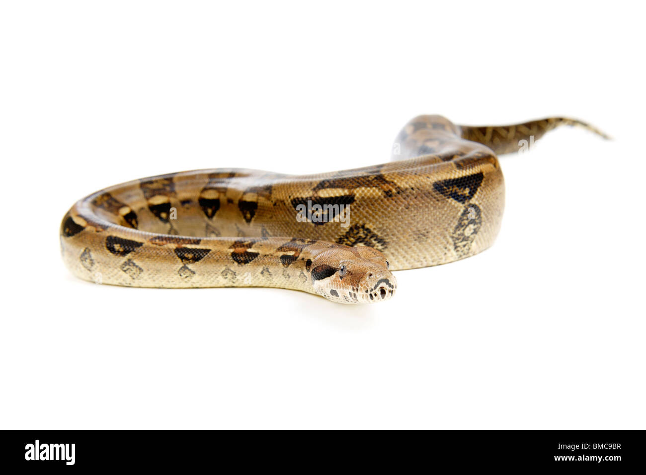 Boa Constrictor Schlange auf weißem Hintergrund Stockfoto