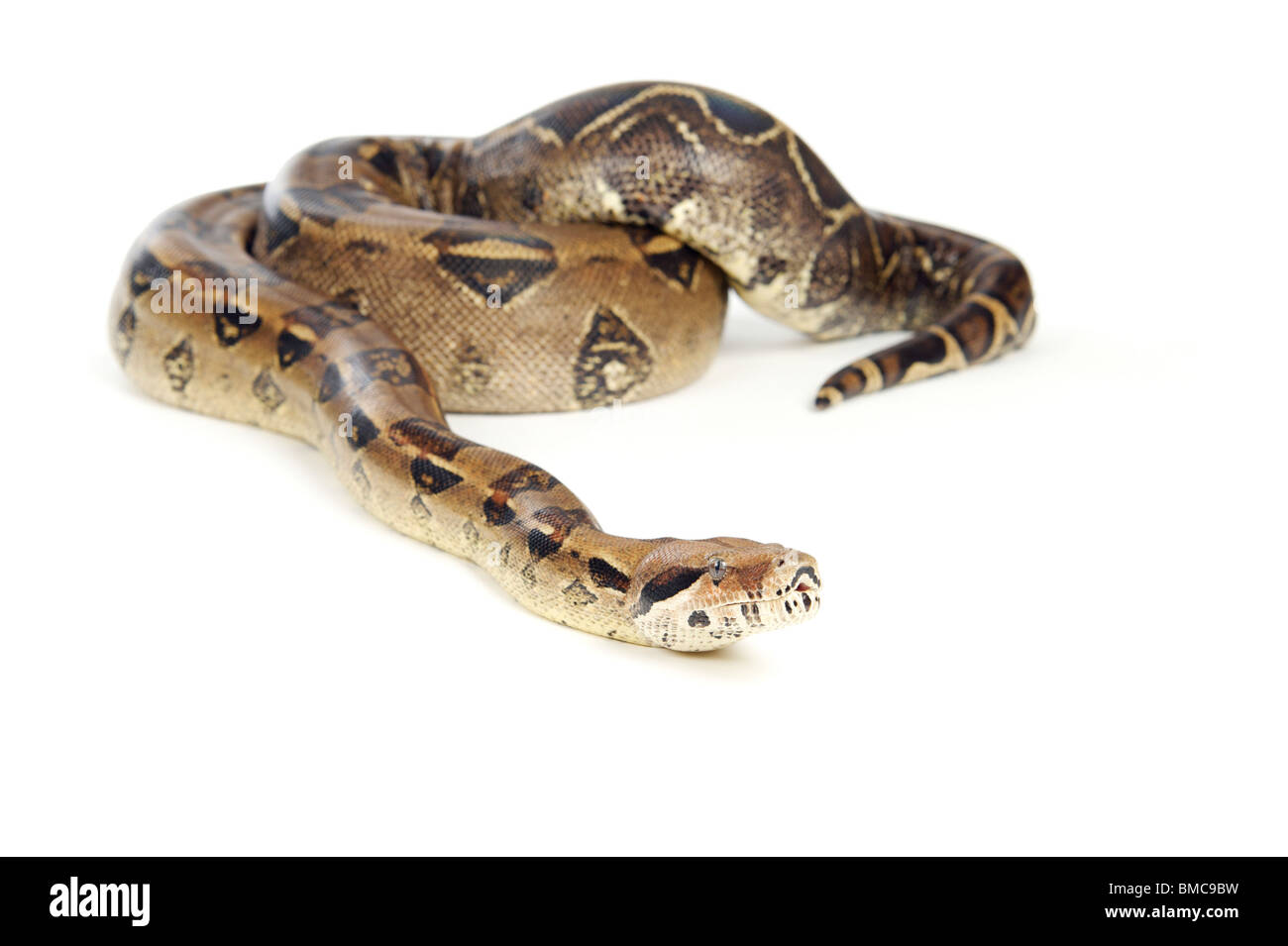 Boa Constrictor Schlange auf weißem Hintergrund Stockfoto