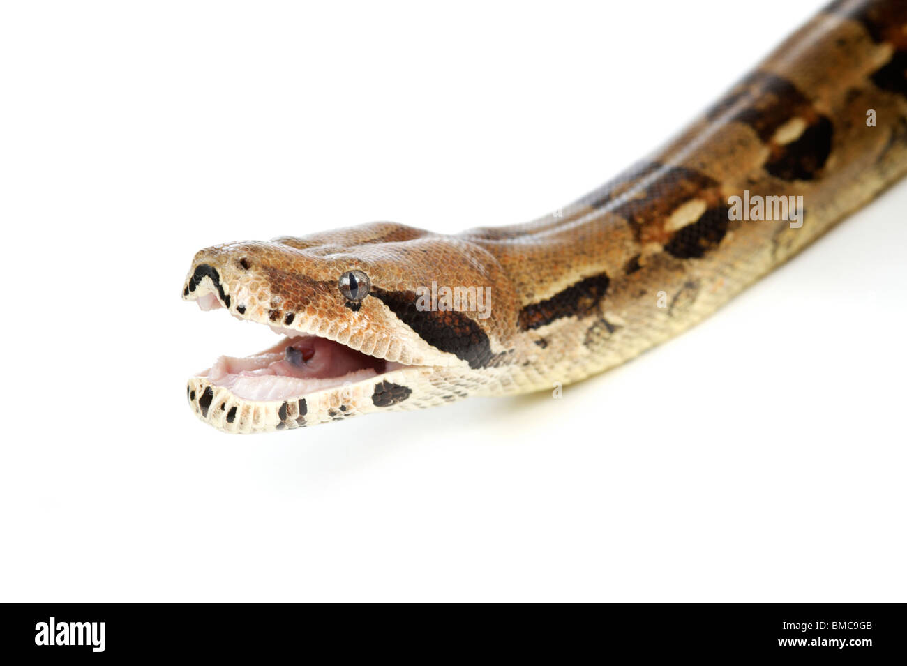 Boa Constrictor Schlange auf weißem Hintergrund Stockfoto