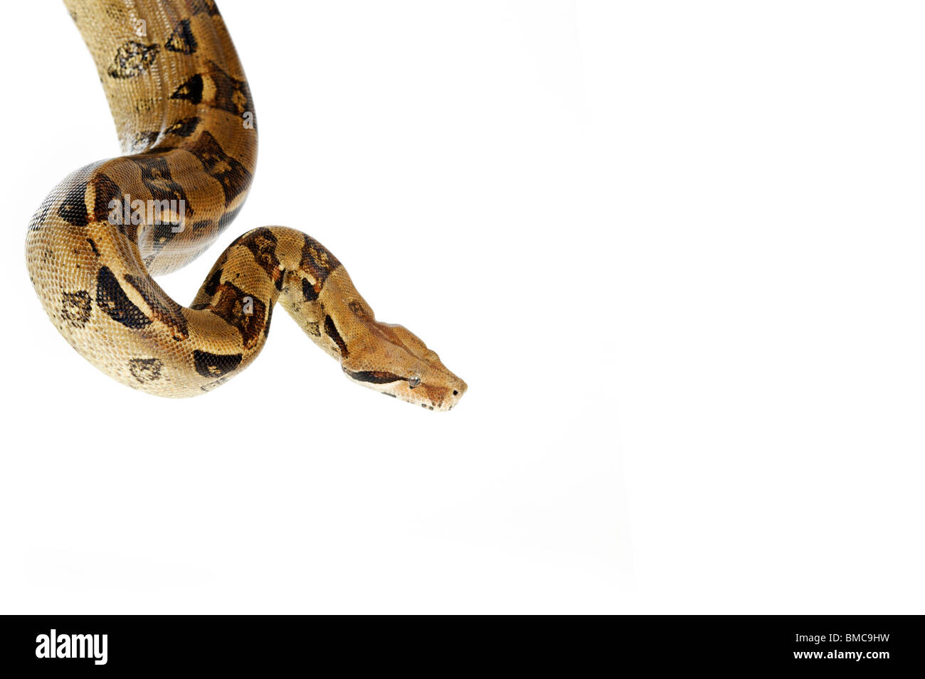 Boa Constrictor Schlange auf weißem Hintergrund Stockfoto