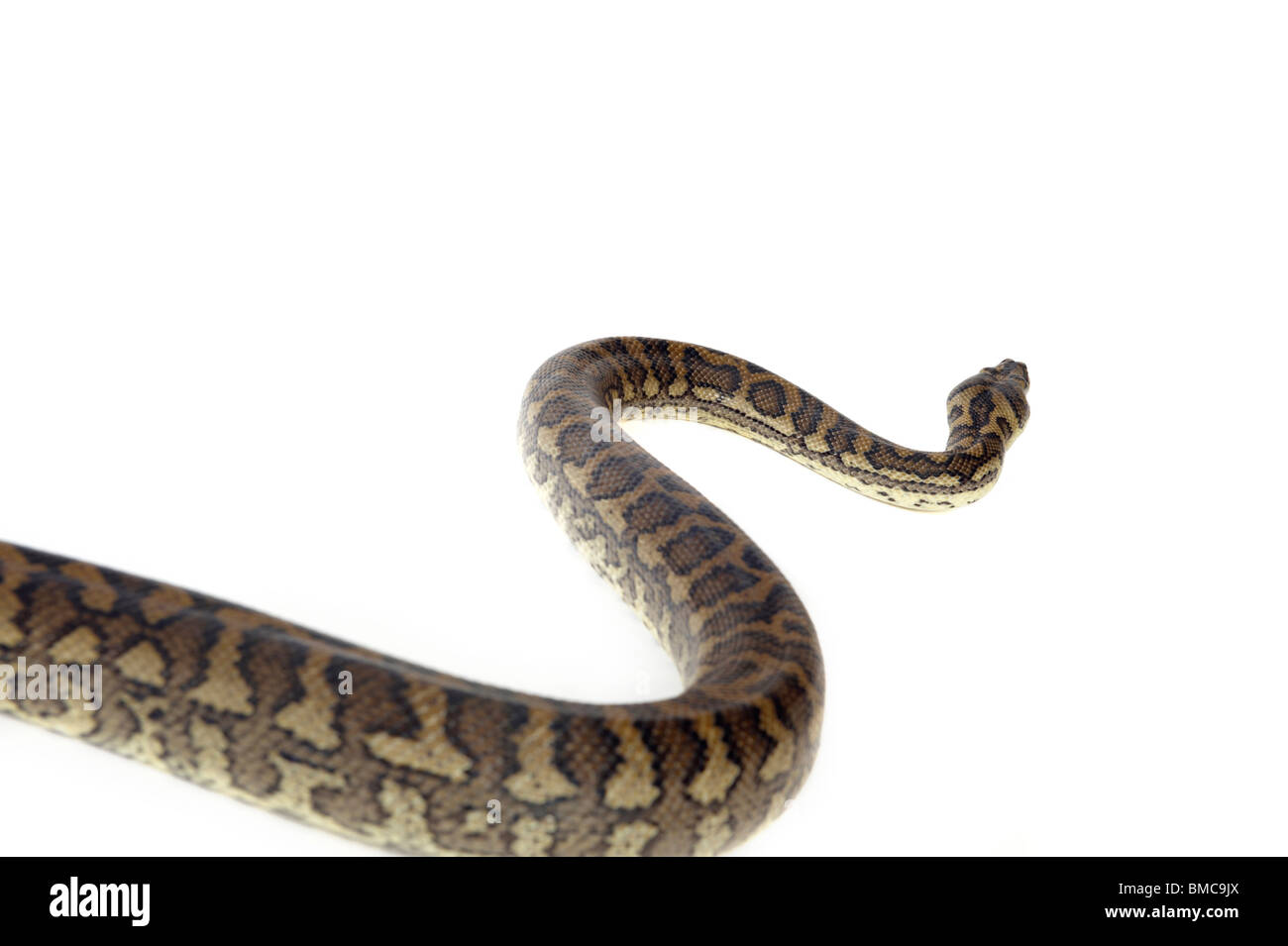 Morelia Spilota Variegata; Teppich-Schlange auf weißem Hintergrund Stockfoto