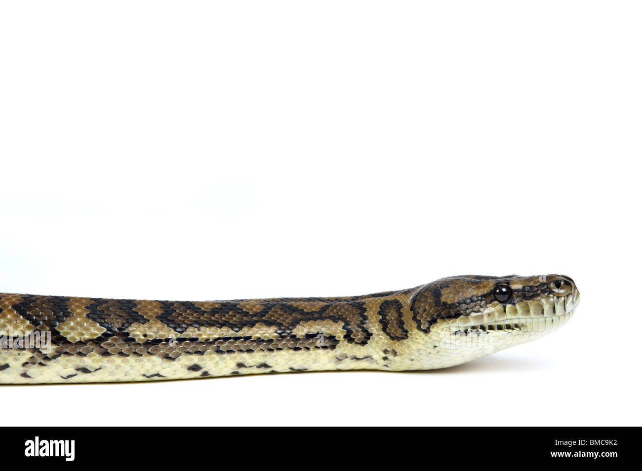 Teppichpython morelia spilota variegata -Fotos und -Bildmaterial in ...