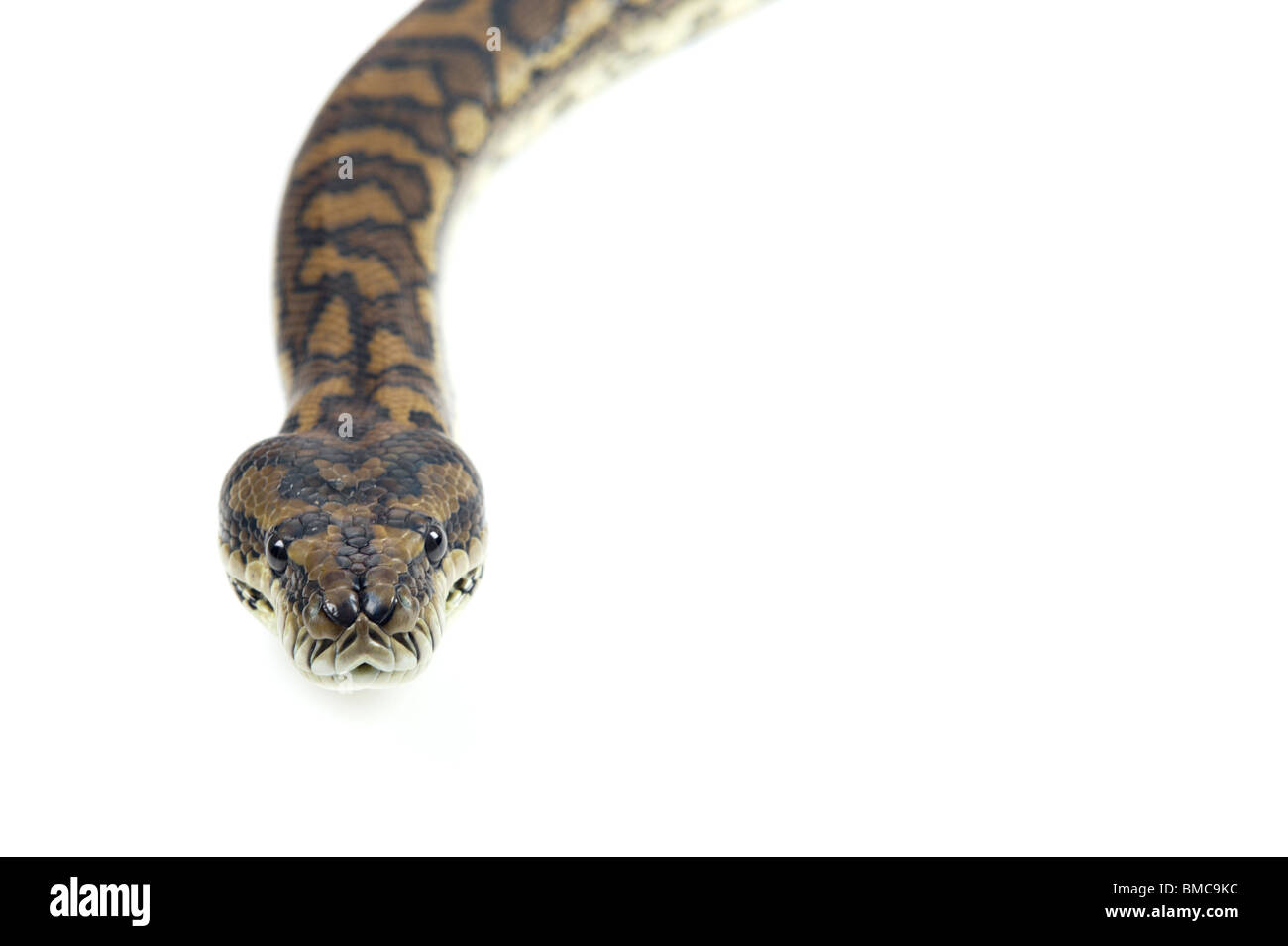Morelia Spilota Variegata; Teppich-Schlange auf weißem Hintergrund Stockfoto