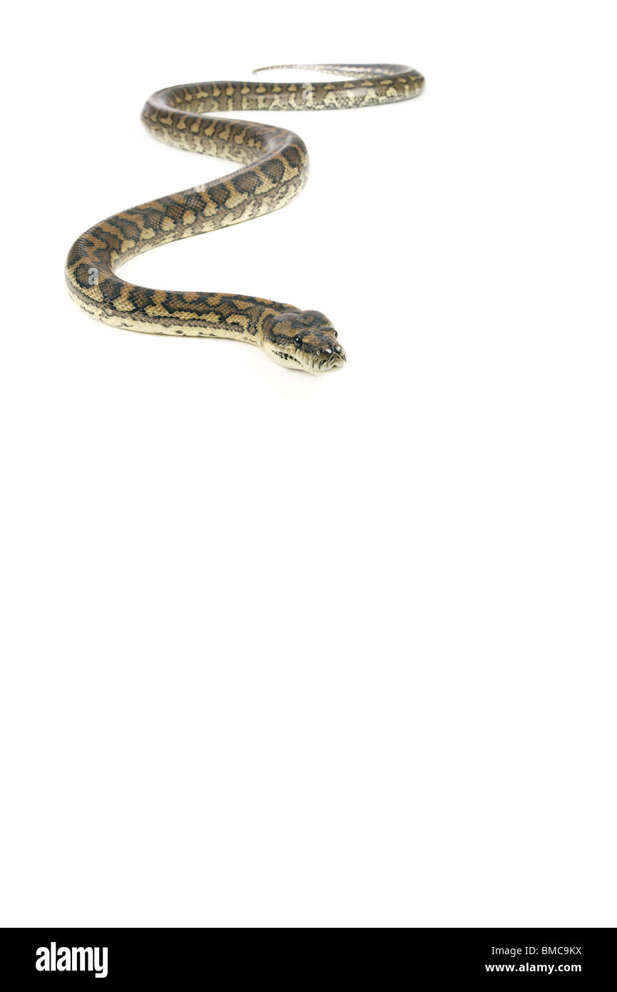 Teppichpython morelia spilota variegata Ausgeschnittene Stockfotos und ...