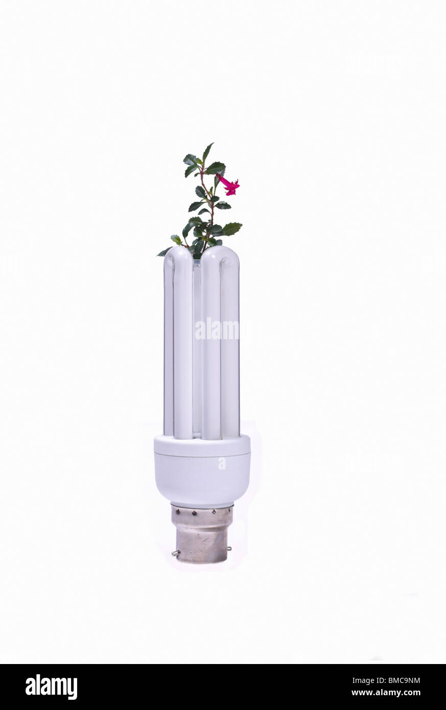 Eine energiesparende Glühbirne mit jungen Pflanze wächst daraus Darstellung grünen Technologie. Isoliert. Kopieren Sie Raum. Stockfoto