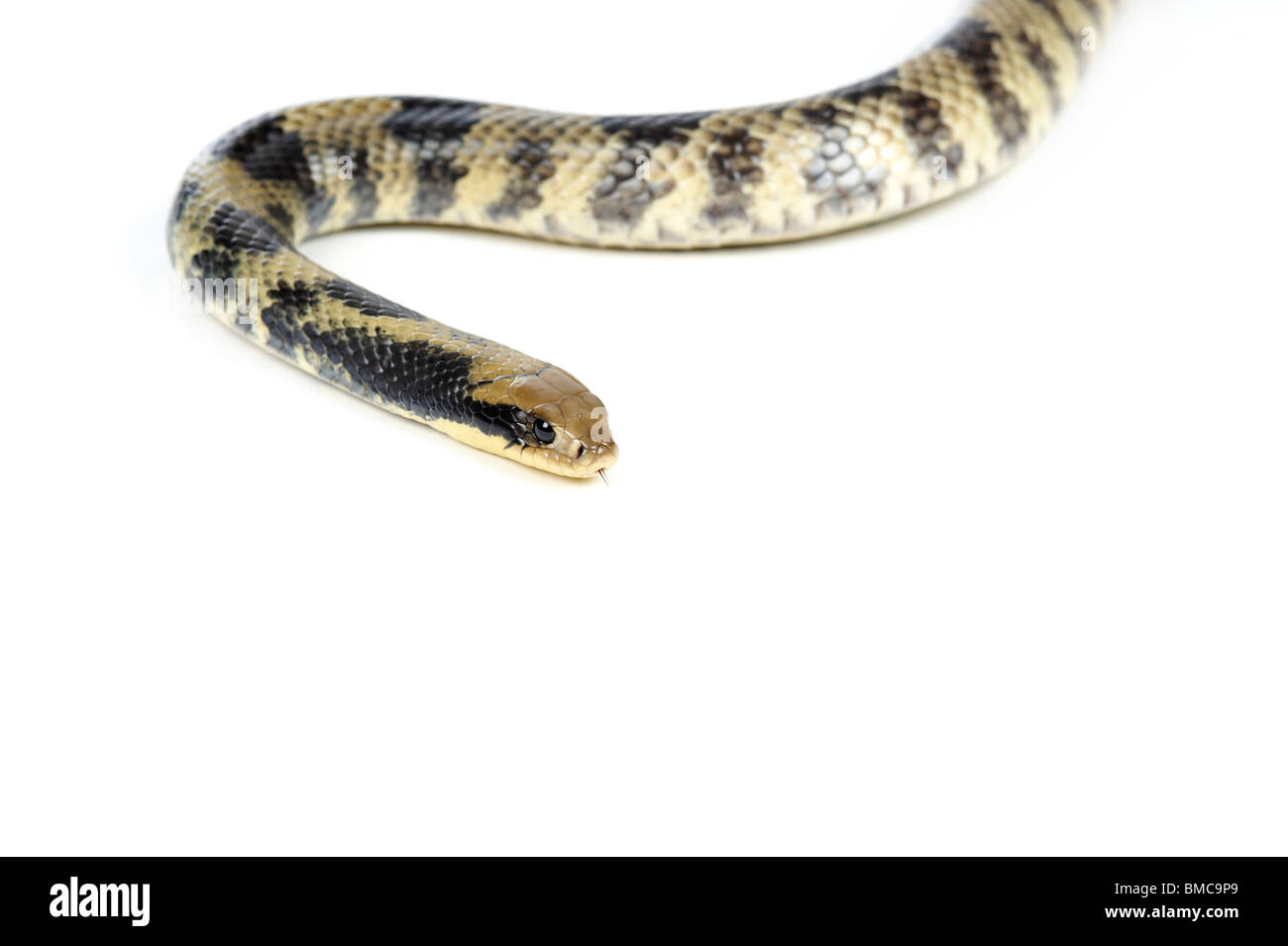 False Water Cobra Schlange (Hydrodynastes gigas) auf weißem Hintergrund Stockfoto