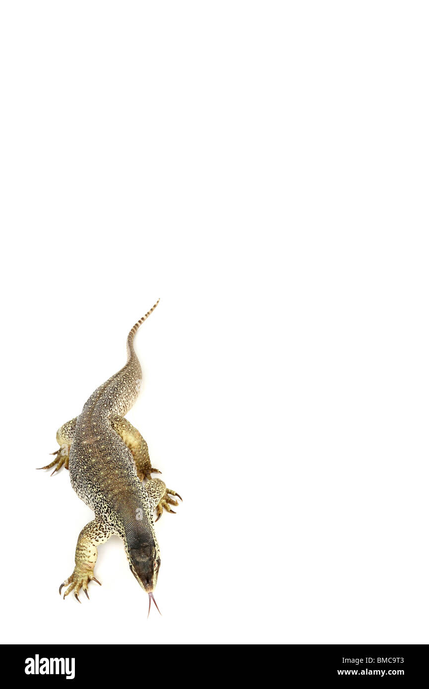 Varanus Panopes; Ein Argus Monitor auf weißem Hintergrund Stockfoto