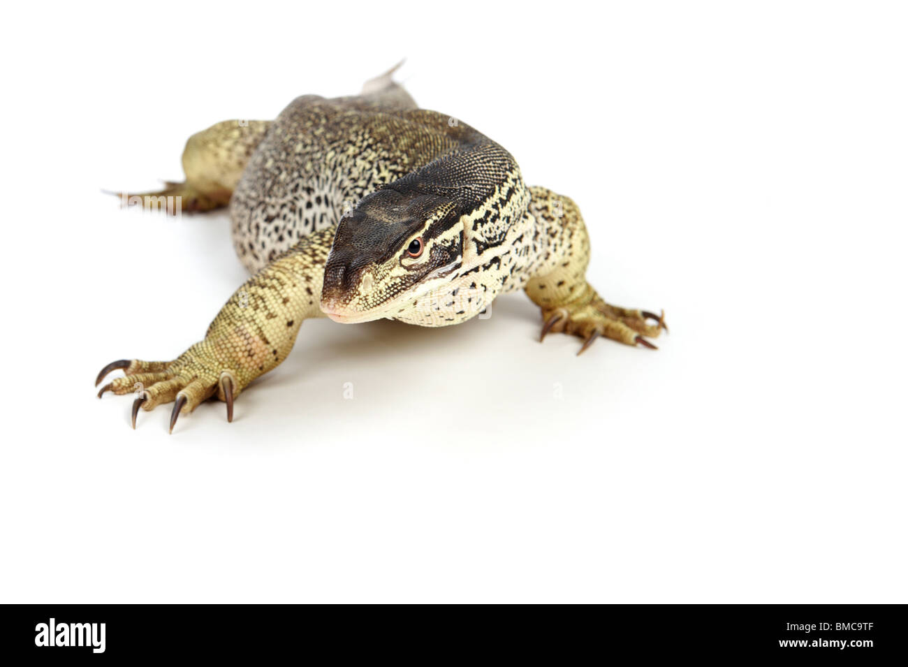 Varanus Panopes; Ein Argus Monitor auf weißem Hintergrund Stockfoto