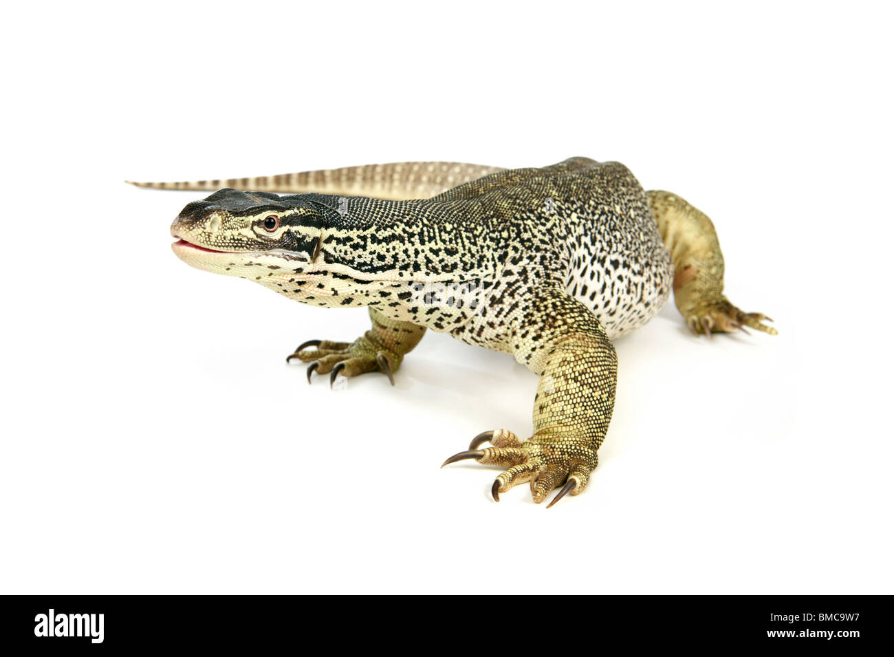 Varanus Panopes; Ein Argus Monitor auf weißem Hintergrund Stockfoto
