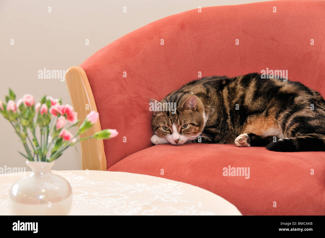 Schläfrige Katze in einem bequemen Sessel mit Blumen im Vordergrund. Stockfoto