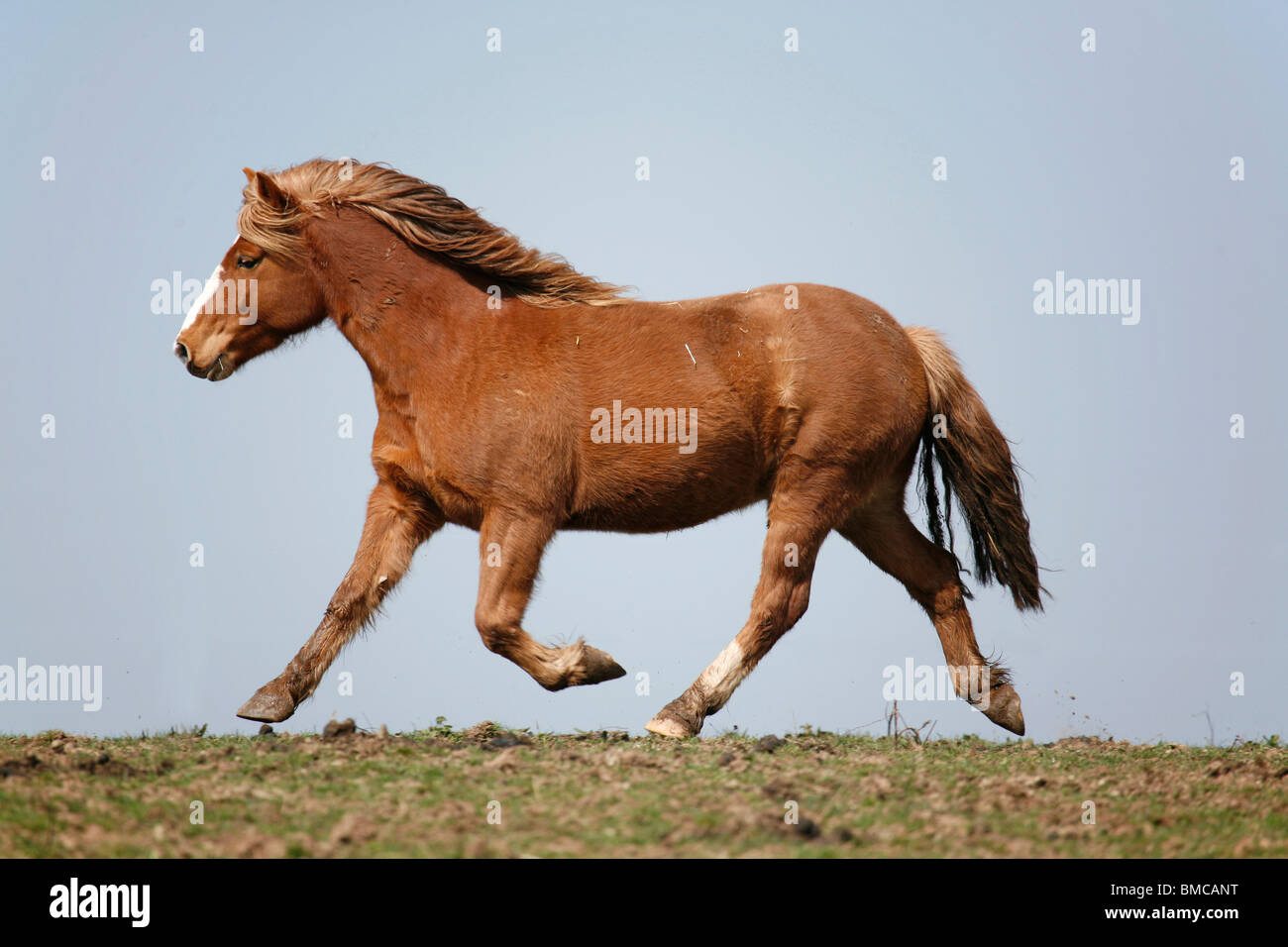 Trabendes pferd -Fotos und -Bildmaterial in hoher Auflösung – Alamy