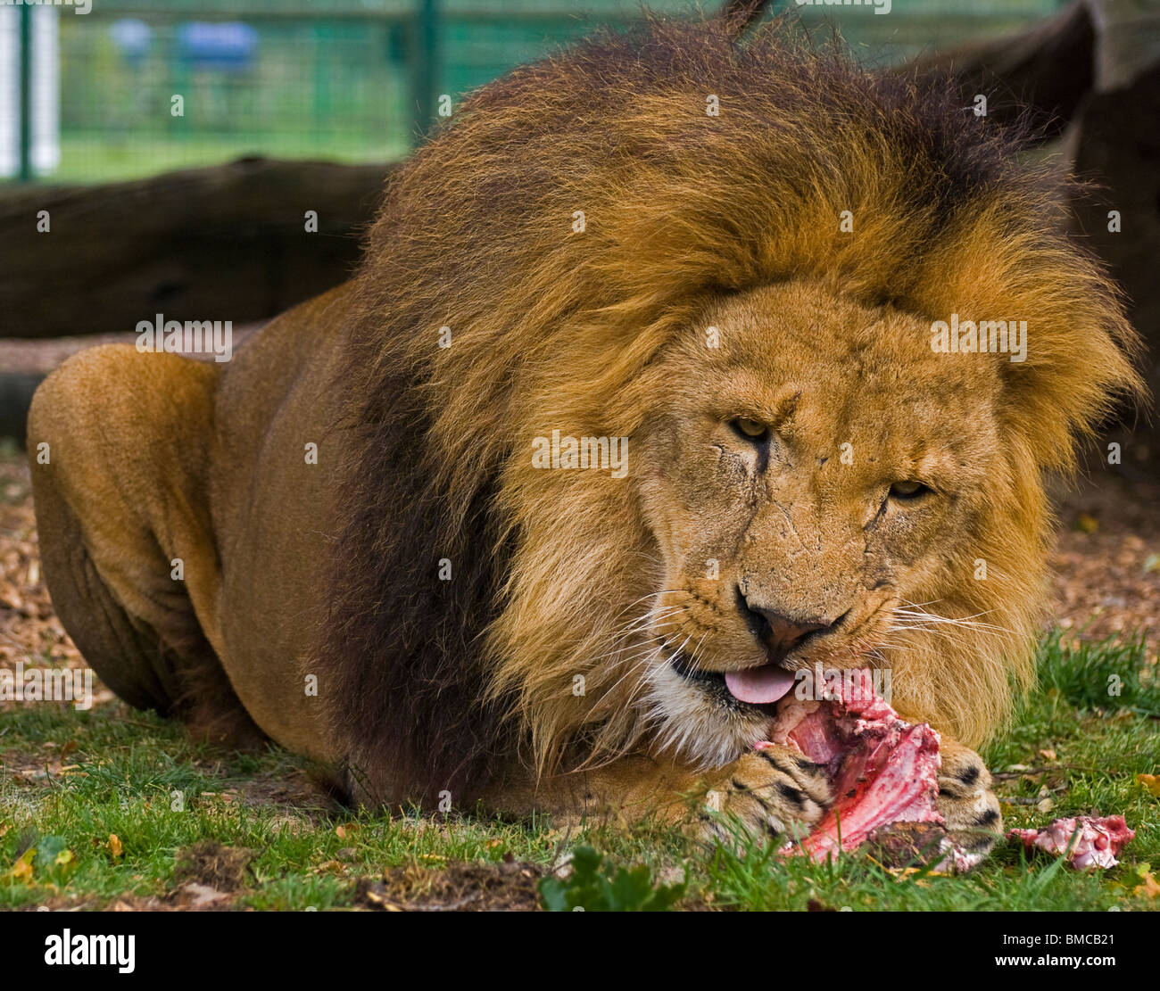 Eine Nahaufnahme von einer großen männlichen Löwen liegen auf dem Boden ein großes Stück Fleisch zu essen Stockfoto