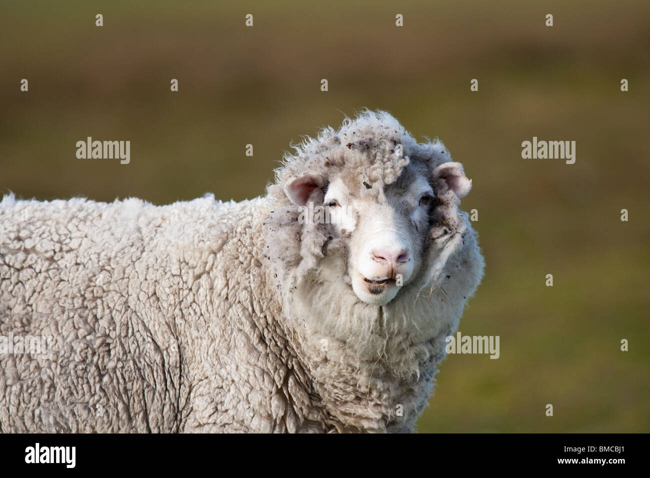 Inländische Schafe Hausschaf Ovis Orientalis Aries, Volunteer Point, Falkland-Inseln Ewe Stockfoto