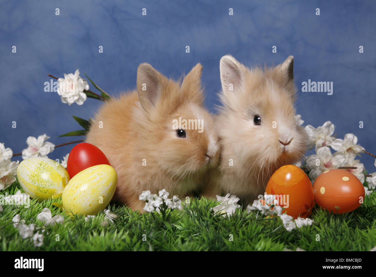 Löwenmähnenzwerge / Pygmäen Bunnys Stockfoto