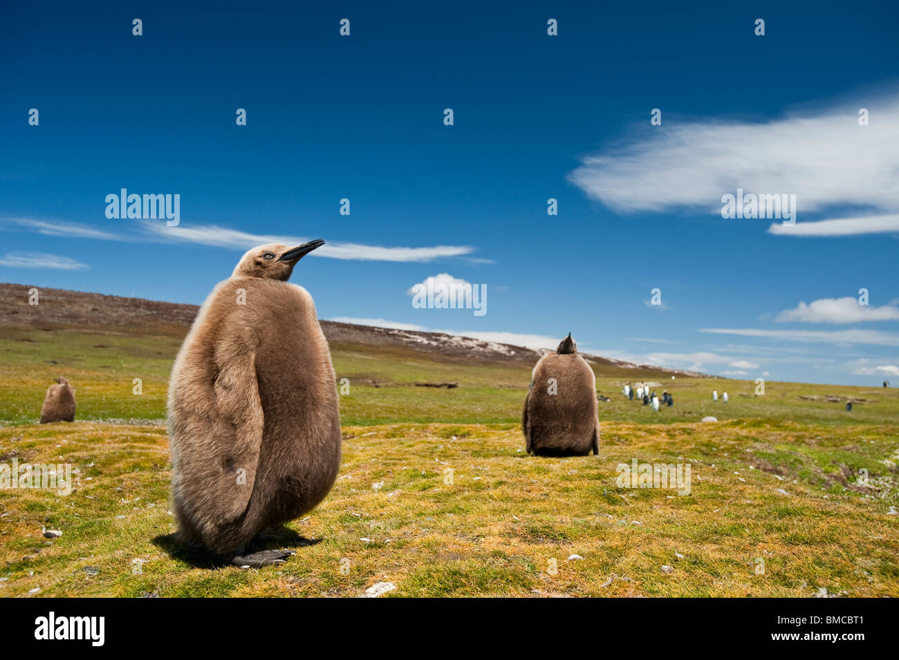 Königspinguine, Königspinguine, Aptenodytes Patagonicus, Kolonie mit Küken, wartet auf die Eltern zurück Stockfoto