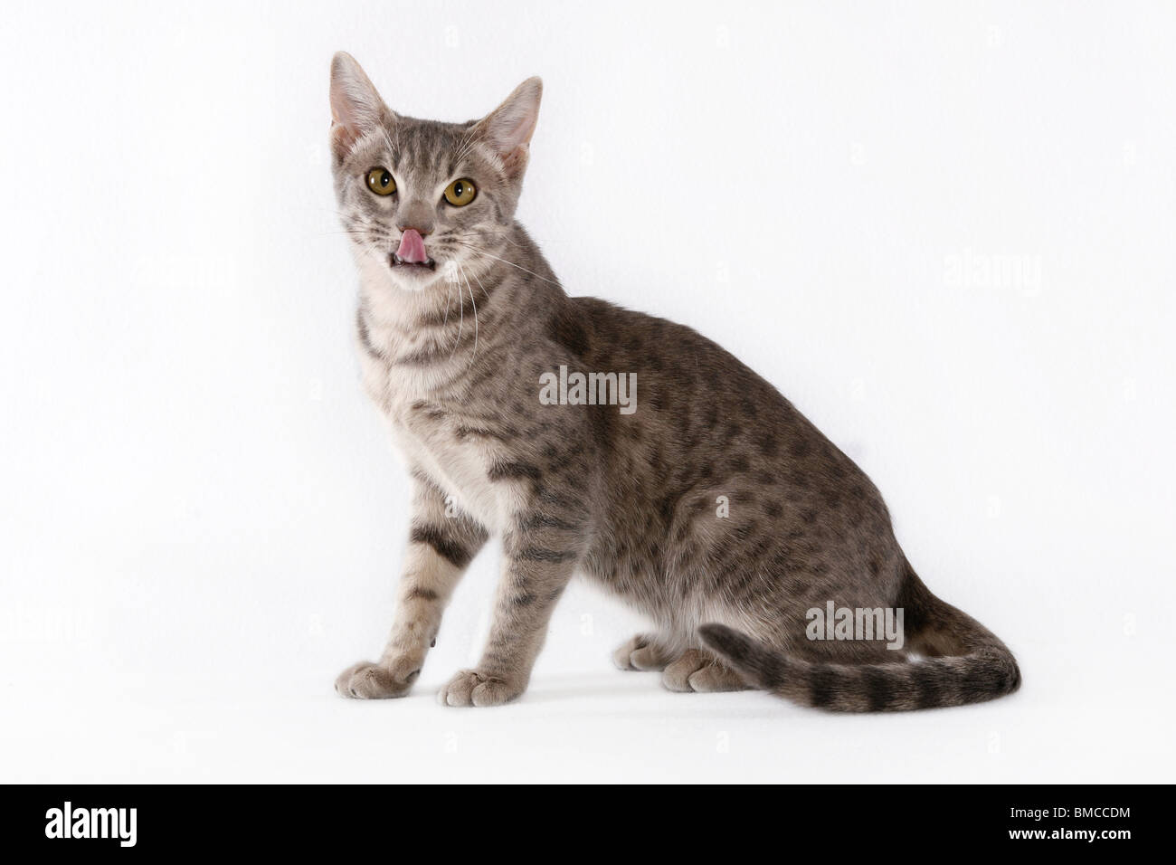 Sitzende Ocicat / sitzen Ocicat Stockfoto