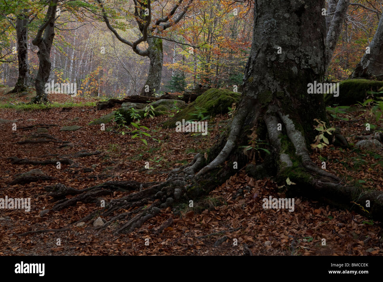 Buchenholz, Molières Tal, Aran-Tal, Lleida, Spanien / Valle de Molières, Valle Aran, Lleida, España Stockfoto