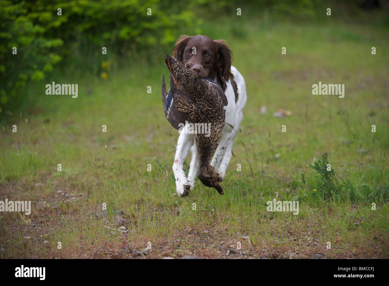 Springer Spaniel (Pippin) Jagdhund Ausbildung mit Ente, Gabriola, British Columbia, Kanada Stockfoto