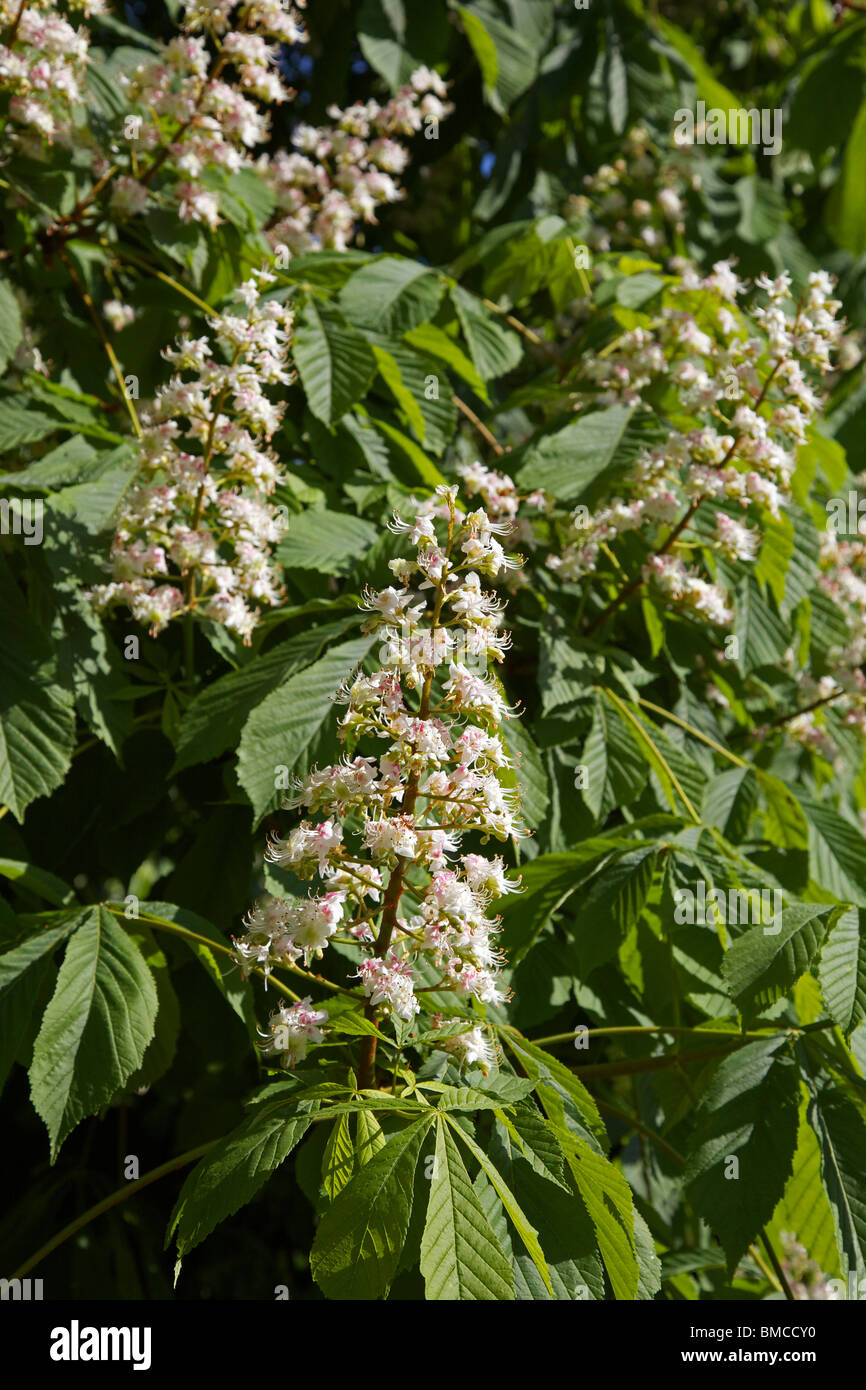 Frühlingsblüten auf Bäumen im Garten Rosskastanie conker Stockfoto