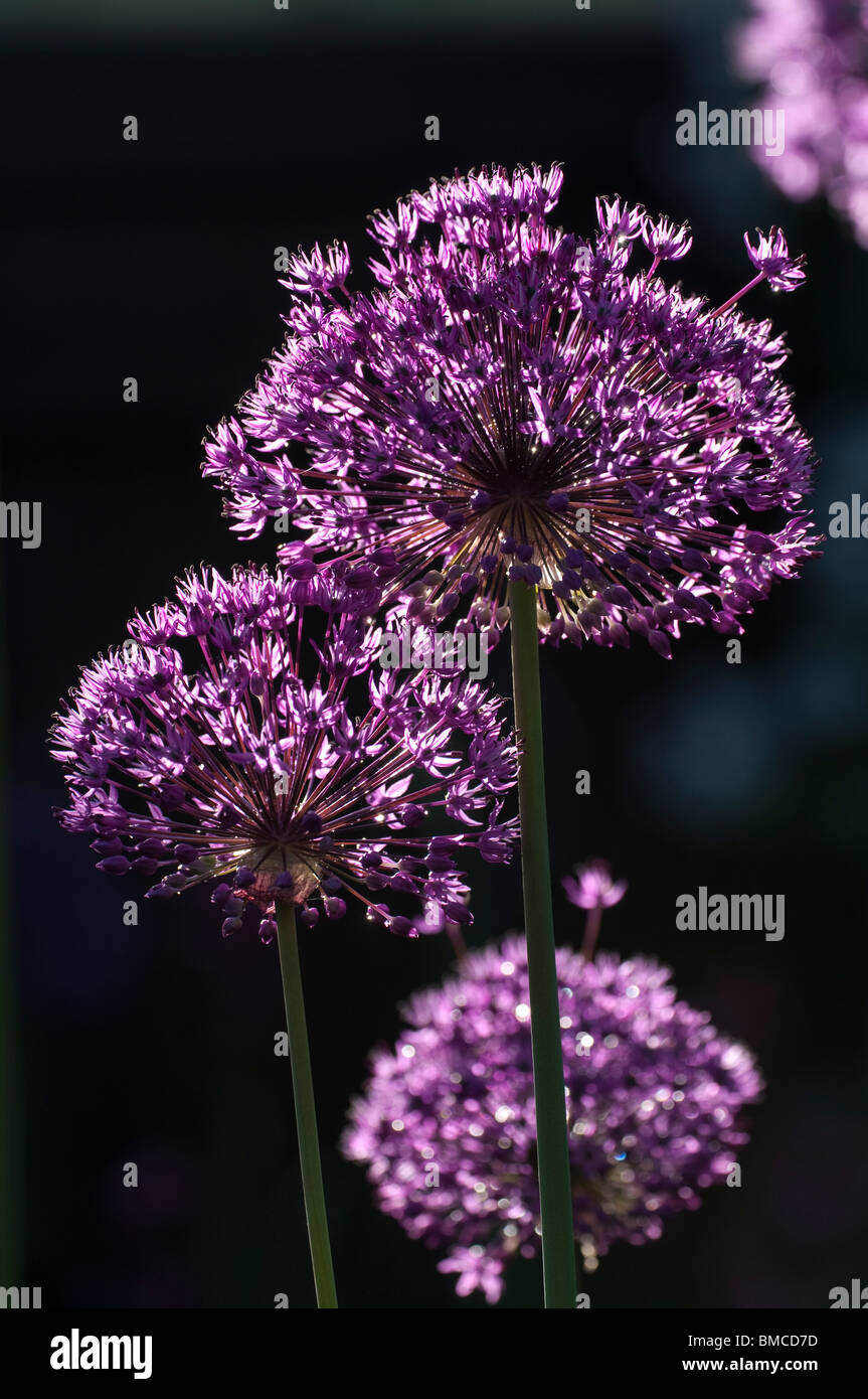 Nahaufnahme von Allium Hollandicum 'Purple Sensation' Blumen Hintergrundbeleuchtung von der Abendsonne Stockfoto