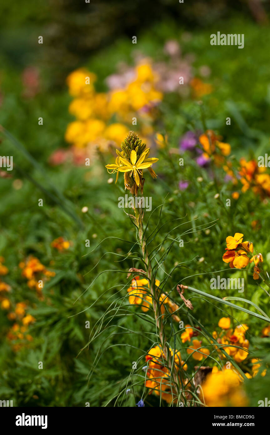 Asphodeline Lutea, Königs Speer im Painswick Rokoko Garden in The Cotswolds, Vereinigtes Königreich Stockfoto