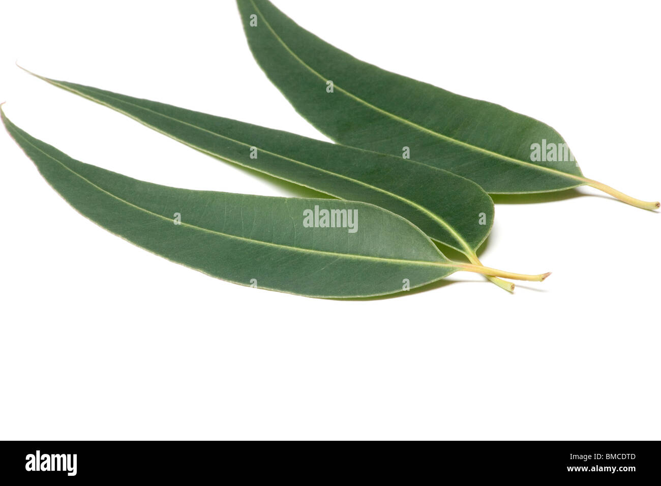 Nahaufnahme von Eukalyptus Blätter auf weißem Hintergrund Stockfoto