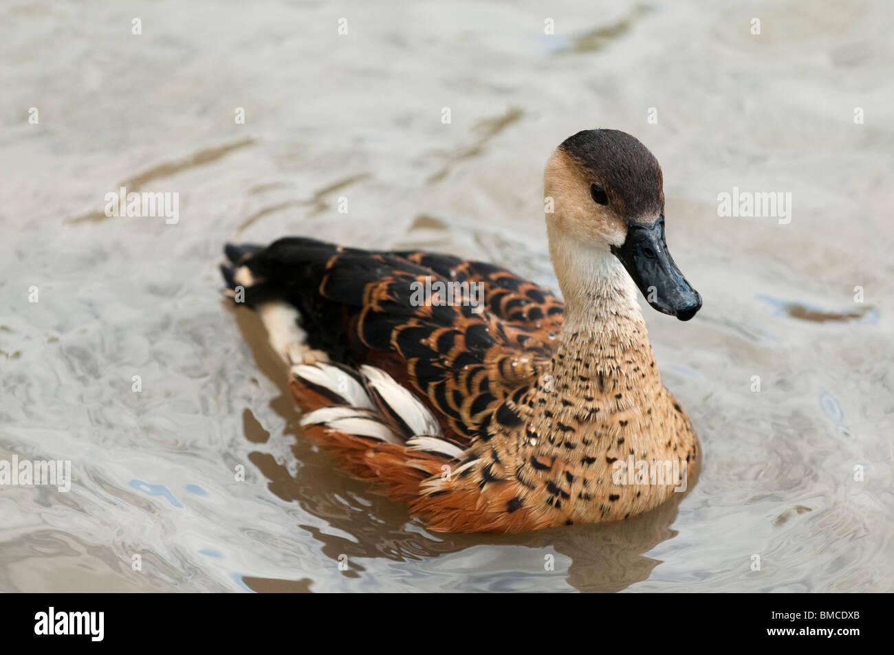 Bummel durch Pfeifen-Ente Dendrocygna Arcuata an Slimbridge WWT in Gloucestershire, Vereinigtes Königreich Stockfoto