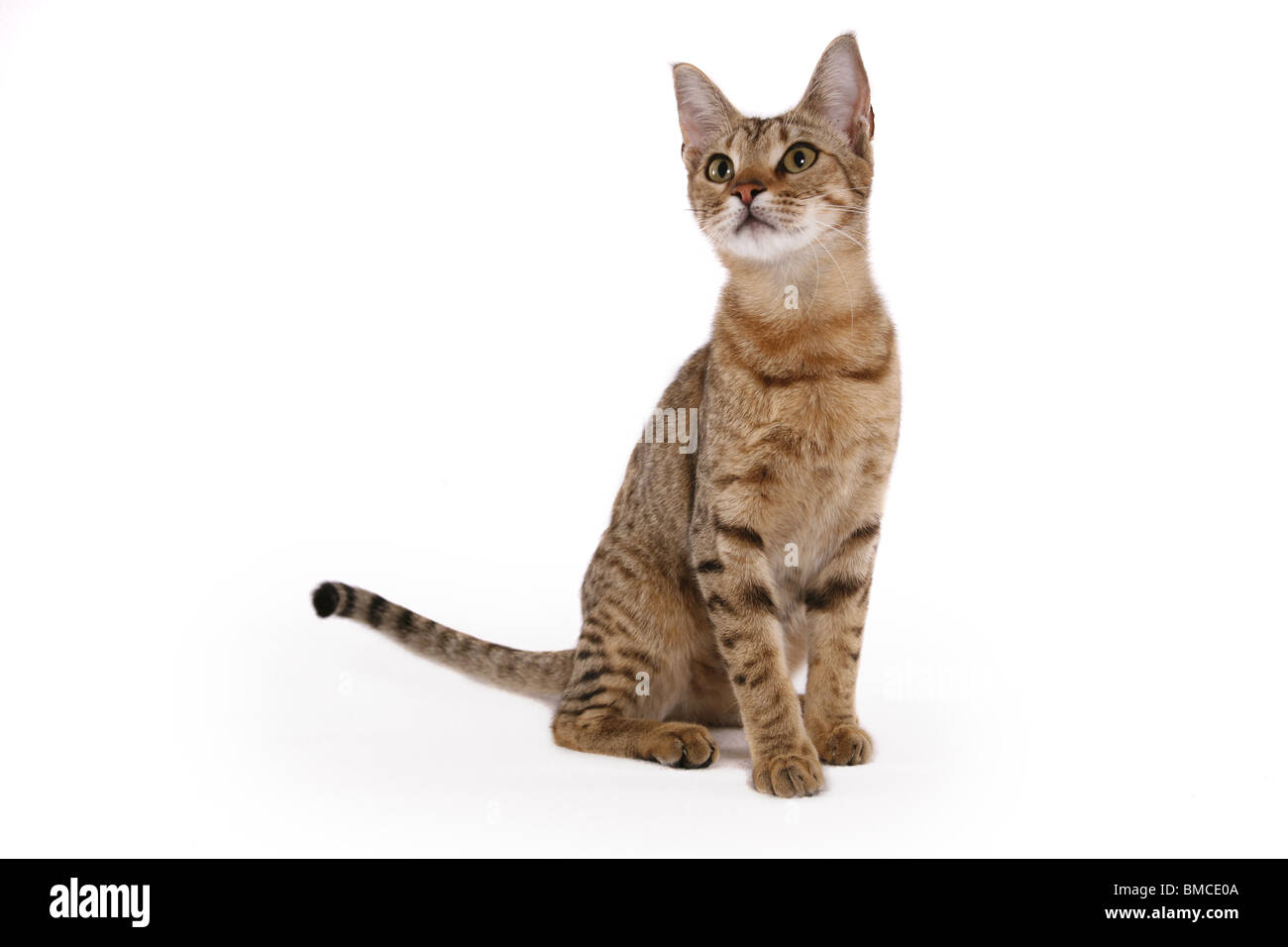 Sitzende Ocicat / sitzen Ocicat Stockfoto