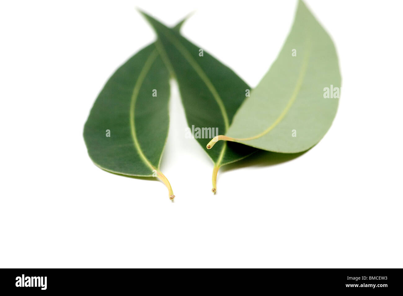 Nahaufnahme von Eukalyptus Blätter auf weißem Hintergrund Stockfoto