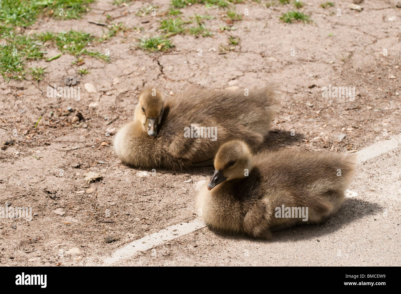 Graugans Gänse Gänsel, Anser Anser, an Slimbridge WWT in Gloucestershire, Vereinigtes Königreich Stockfoto