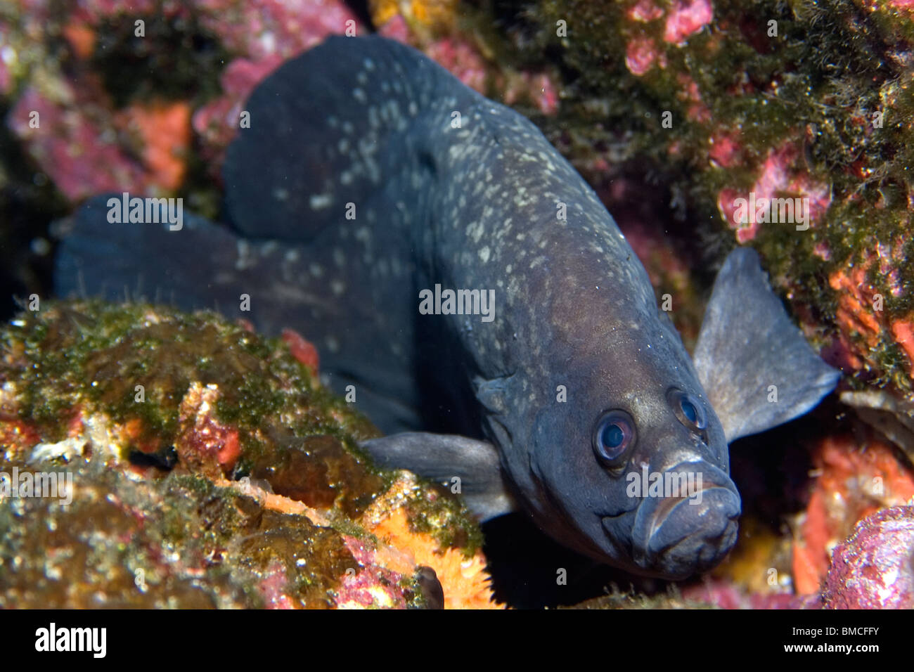 Größere Soapfish, Rypticus Saponaceus, St. Peter und St. Paul Felsen, Brasilien, Atlantik Stockfoto