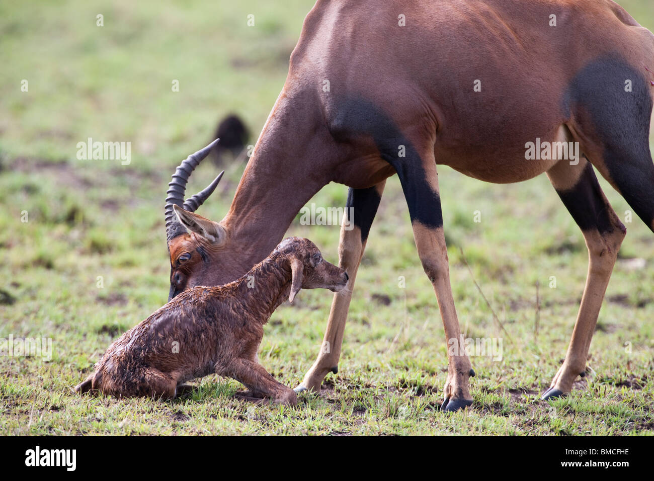 Mutter Tier mama Damaliscus lunatus Topi, reinigt neugeborenes Kalb fördern Nahaufnahme Foto grüne Savanne Masai Mara Kenia Afrika zu stehen Stockfoto