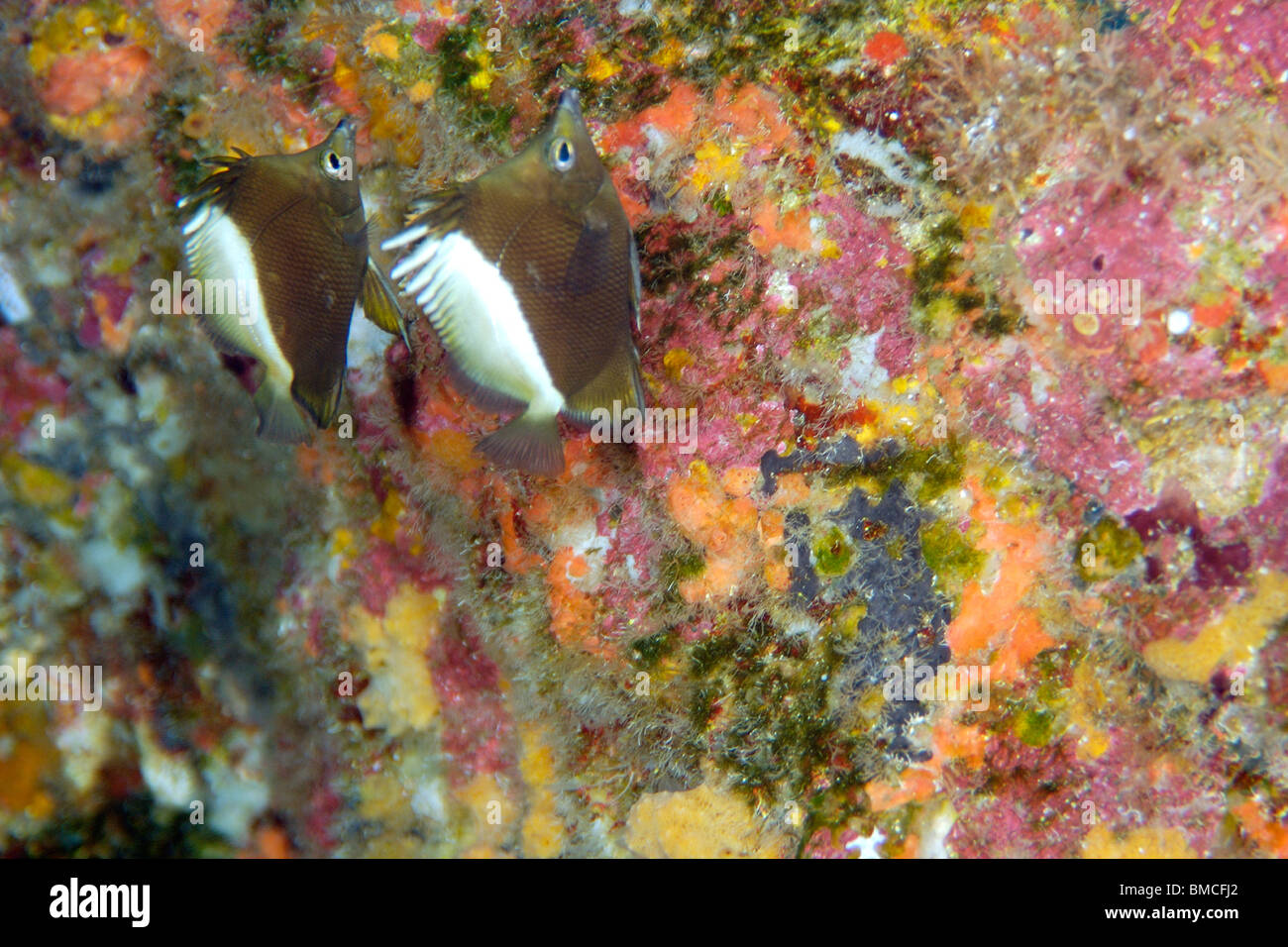 Paar von St. Pauls Butterflyfish, Prognathodes Obliquus, endemische Tiefenwasser Riff-Fischen, St. Peter und Paul Felsen, Brasilien Stockfoto