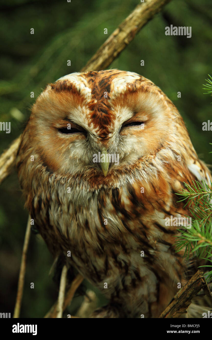 Verschlafene wild eurasische Waldkauz (Strix Aluco) Stockfoto