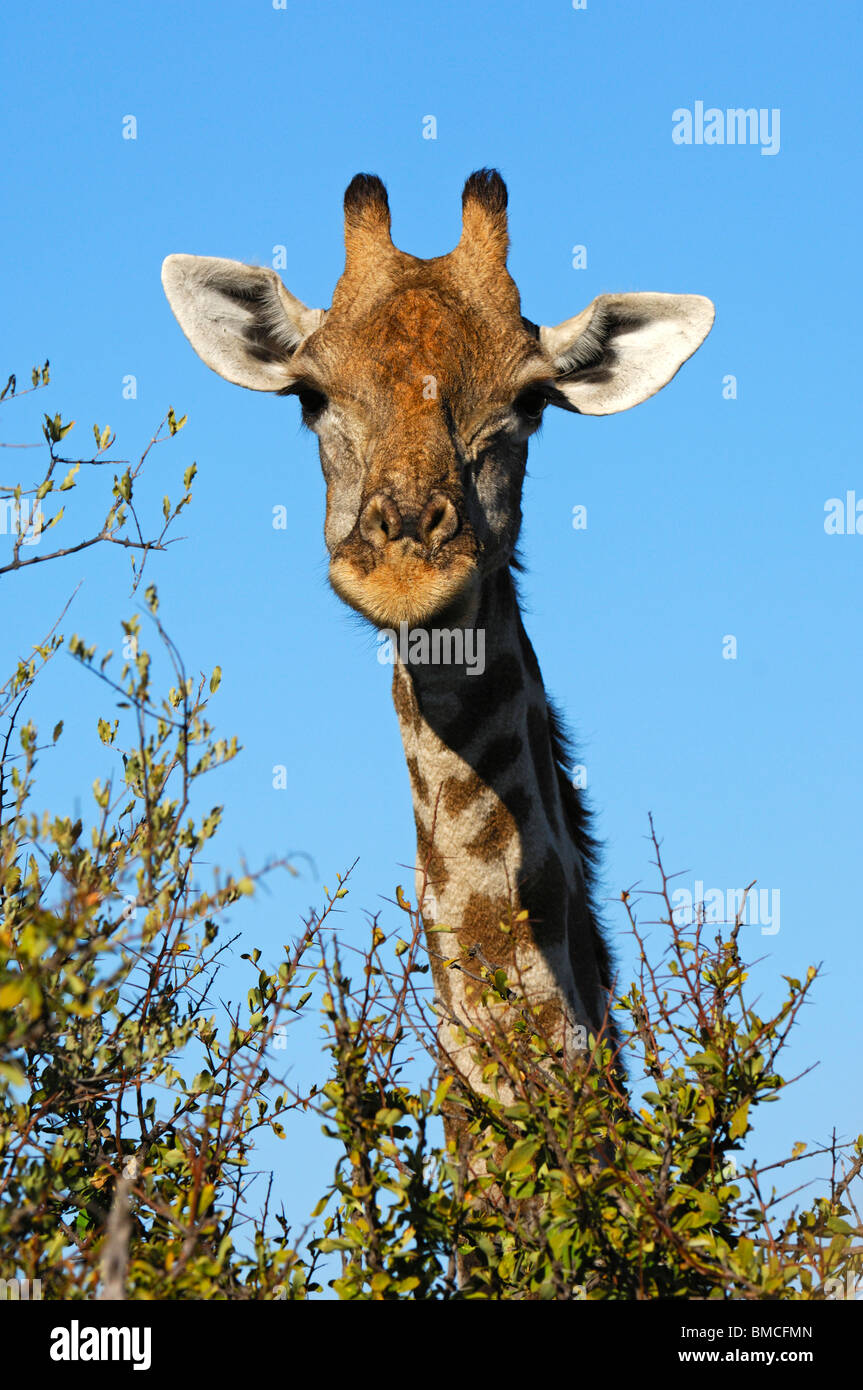 Giraffe, Giraffe-Giraffe, Weiden auf Dornenbusch Vegetation, Madikwe Game Reserve, Südafrika Stockfoto