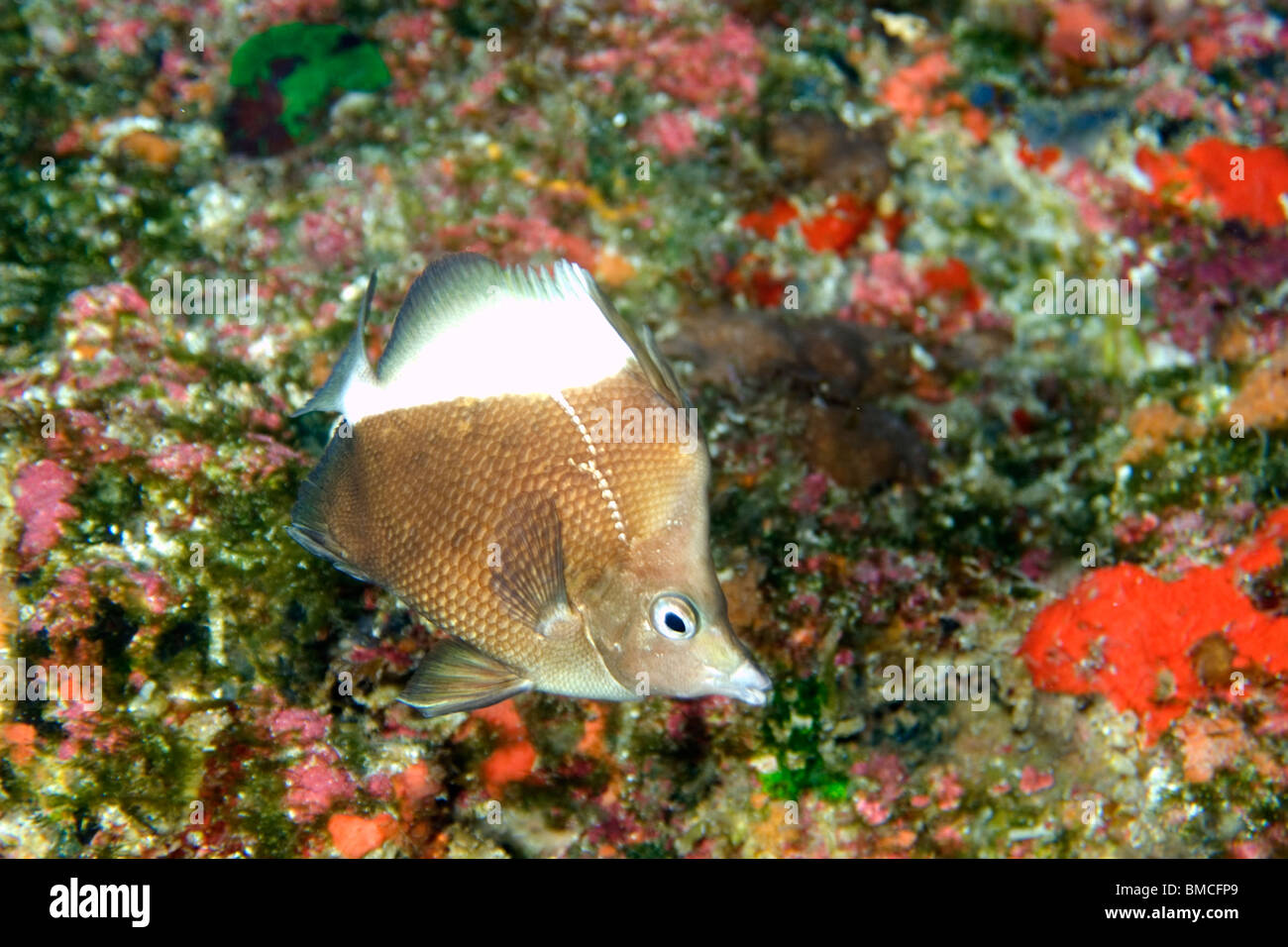 St. Pauls Butterflyfish, Prognathodes Obliquus, endemische Tiefenwasser Riff-Fischen, St. Peter und Paul Felsen, Brasilien, Atlantik Stockfoto