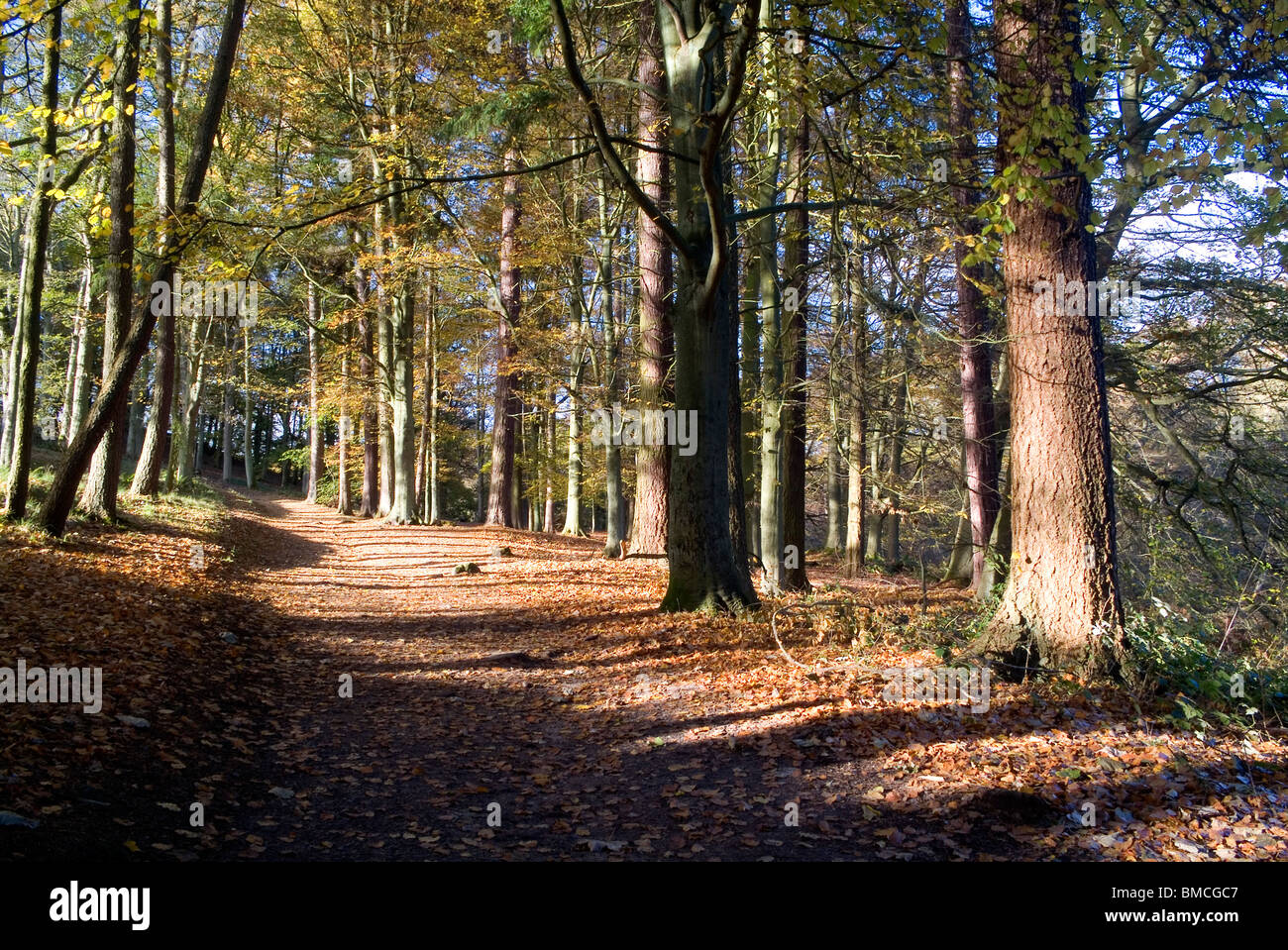 Herbst (Herbst) Farben in Strid Wood, Bolton Abbey, North Yorkshire, England, Stockfoto