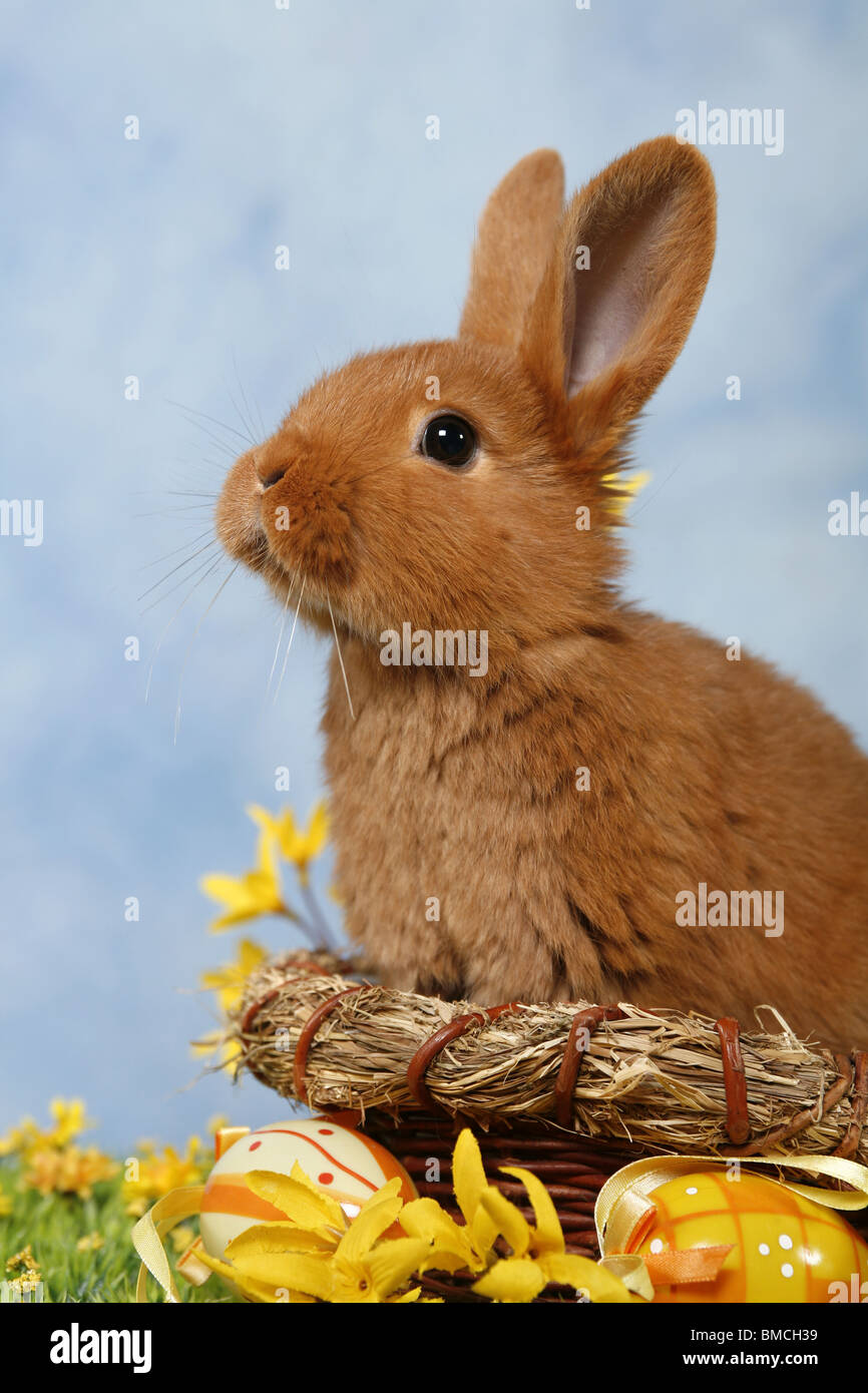 Österhäschen / Osterhase Stockfoto