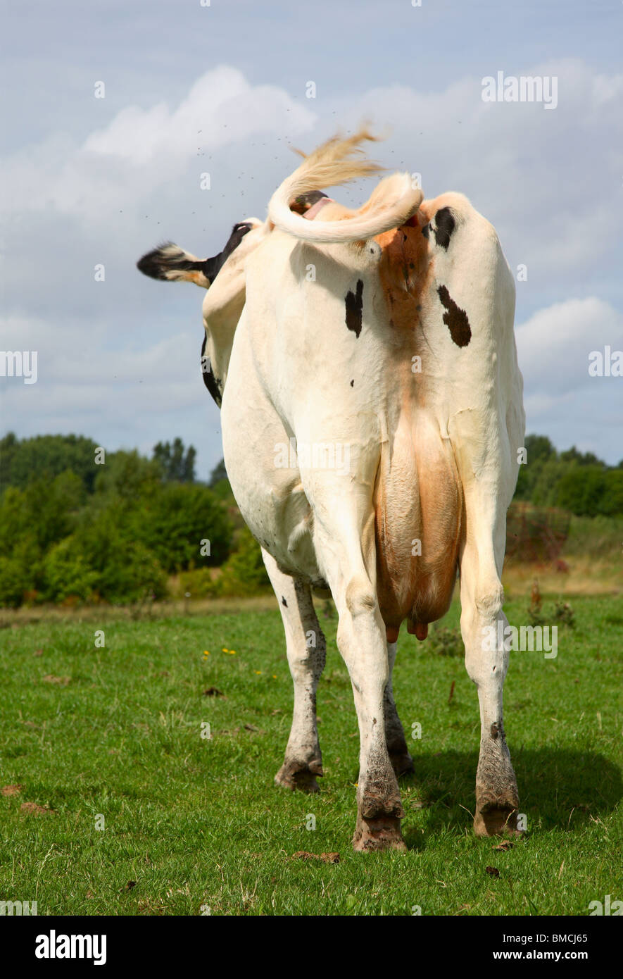 Hinter der schwarzen und weißen Kuh Gras Wahnsinn getrieben durch irritierende fliegt man heißen Sommertag. Stockfoto