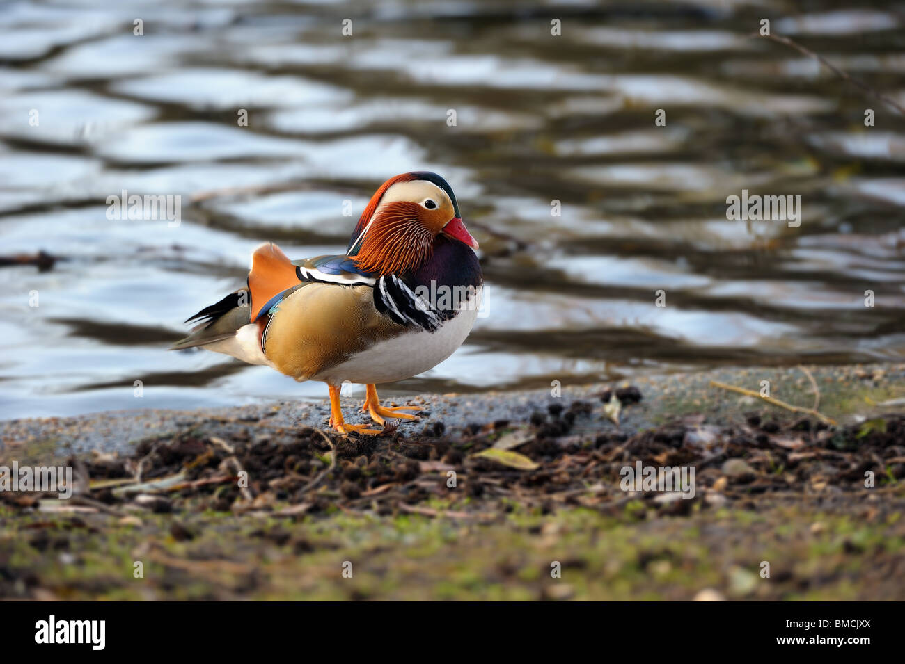 Mandarinente (Aix Galericulata) Drake am Rande eines Sees Stockfoto