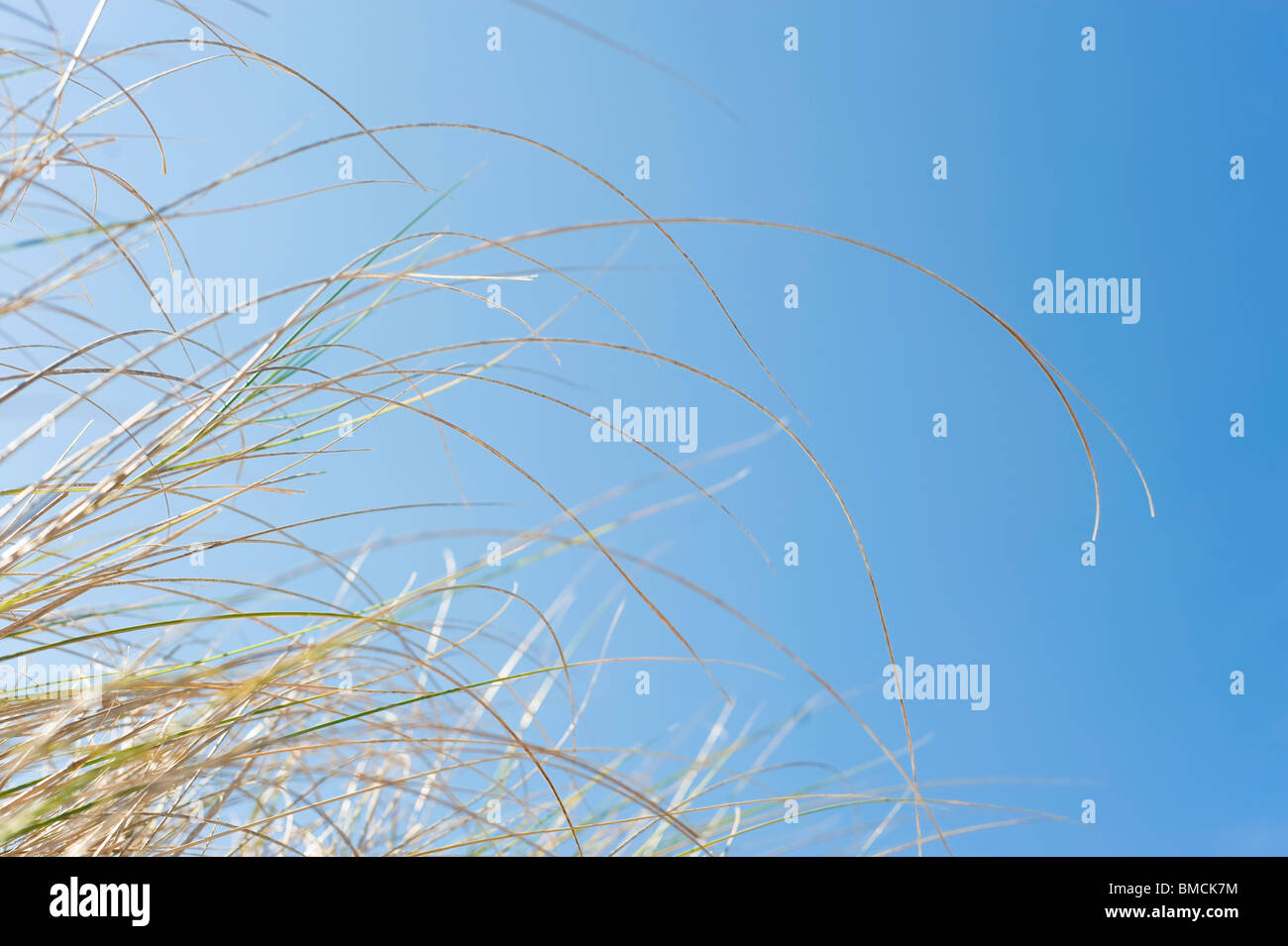 Grass gegen blauen Himmel, Hernando Beach, Florida, USA Stockfoto