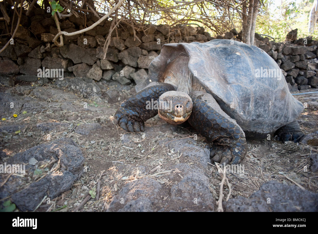 Galapagos-Giant Tortoise, Isla Espanola, Galapagos-Inseln, Ecuador Stockfoto