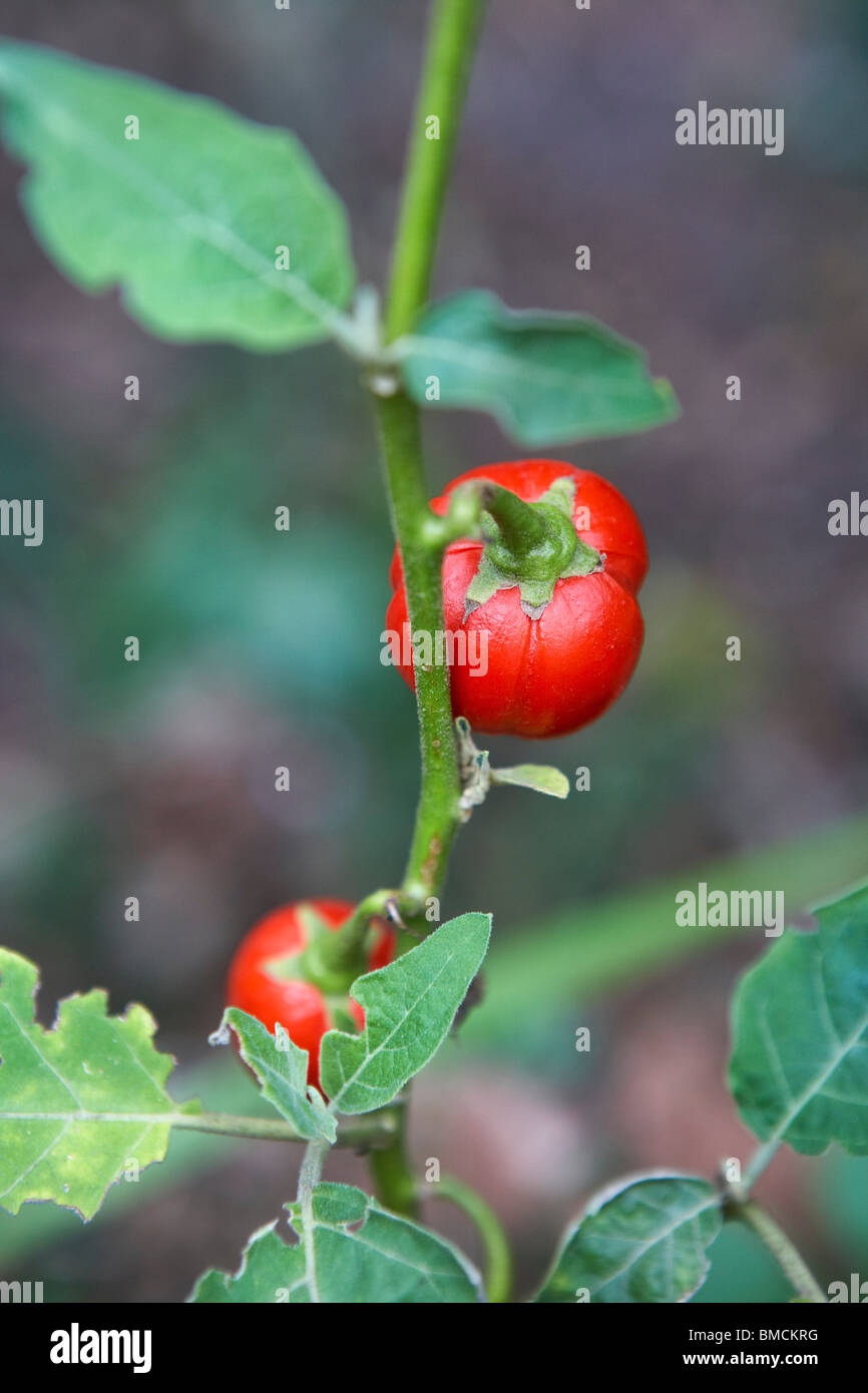 Tomatenpflanze Stockfoto