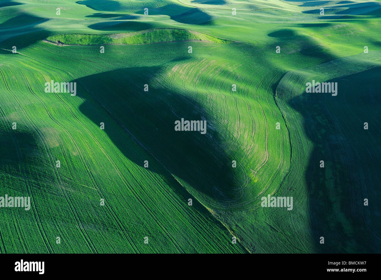 Felder, Palouse Region, Palouse, Whitman County, Bundesstaat Washington, USA Stockfoto