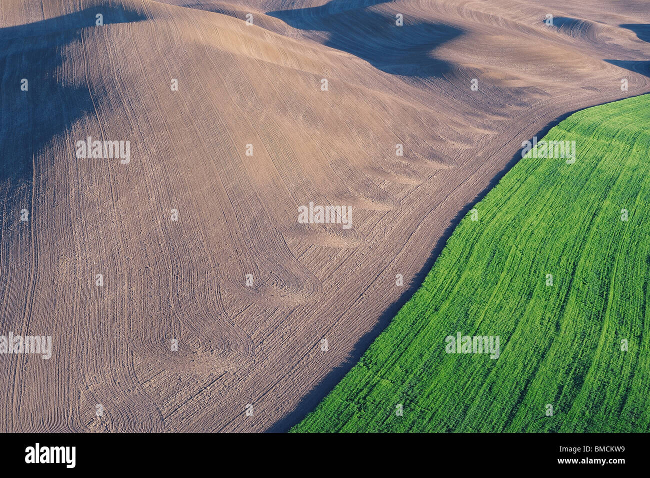 Felder, Palouse Region, Palouse, Whitman County, Bundesstaat Washington, USA Stockfoto