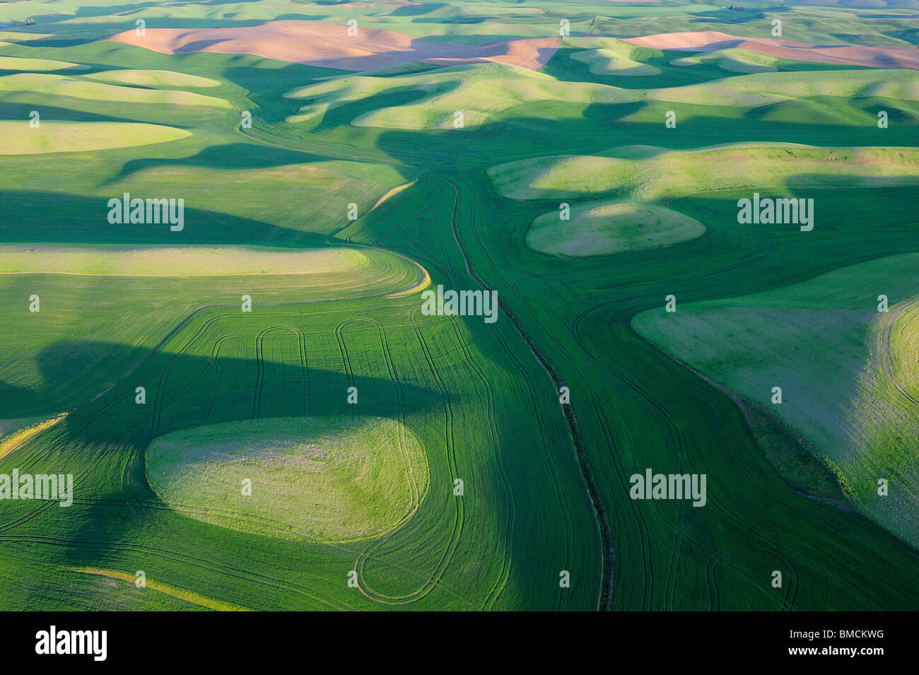 Felder, Palouse Region, Palouse, Whitman County, Bundesstaat Washington, USA Stockfoto