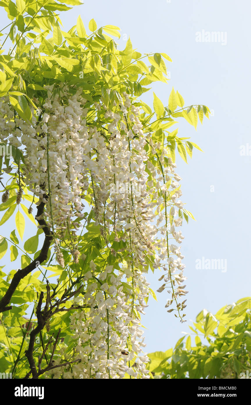 Weiße wisteria Stockfoto