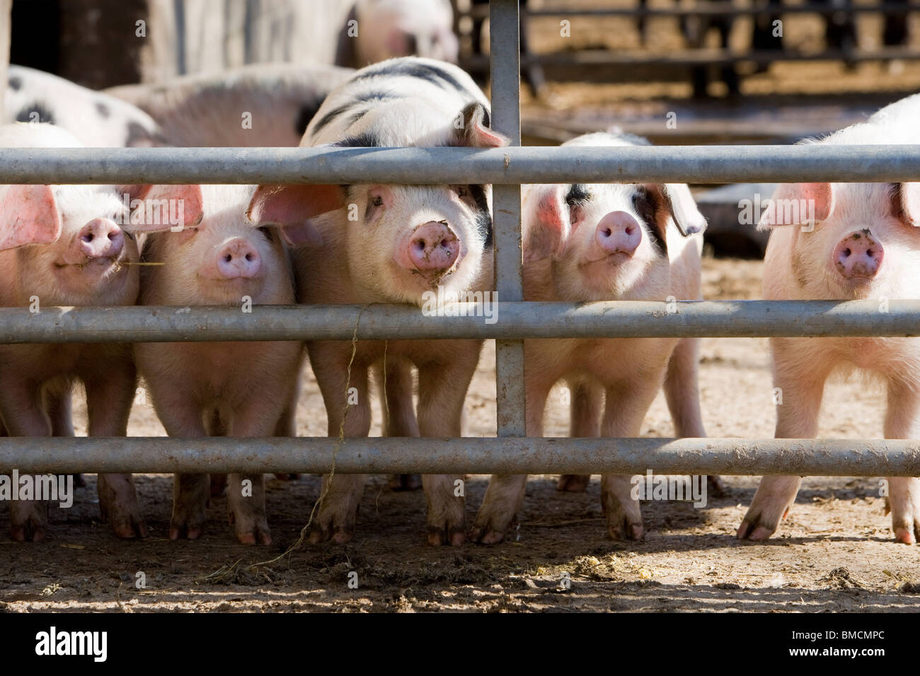 Young Gloucestershire alten Stelle Schweine in Hof. Gloucestershire. Vereinigtes Königreich. Stockfoto